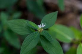 Image result for Spermacoce