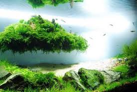 Fish Tank Underwater Garden Aquascape Aquascape Design Planted Aquarium