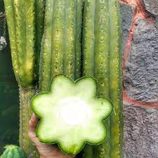 San pedro is a large columnar cactus that grows quickly. Healing With San Pedro Alison Martin Breathwork Trauma Healing Holistic Health Emotional Healing Cacao Ceremonies Vocal Healing In Kent And Online
