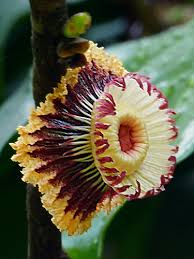 Image result for Napoleonaea