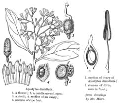 Image result for Apodytes