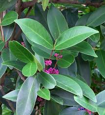 Image result for Memecylon myrianthum