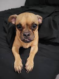 Missing female Chihuahua, over 2 weeks