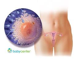 Pin On Fetal Development Week By Week