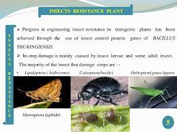 This book, biotechnological approaches for pest management and ecological sustainability, is a comprehensive work that deals with a gamut of issues ranging from host plant resistance to insect pests. Insect Resisance Ppt