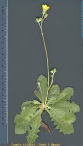 Image result for Crepis newii