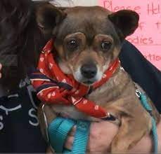 Check spelling or type a new query. Rescue For Pets Sake Home Facebook