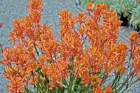 Image result for Anigozanthos
