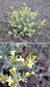 Image result for Oreophyton falcatum