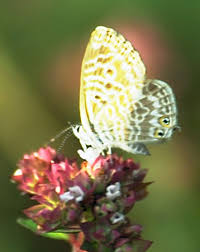 Image result for Dolichos brevidentatus