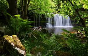 Wallpaper forest, England, waterfall, fern, England, Brecon Beacons  National Park for mobile and desktop, section природа, resolution 2048x1356 
