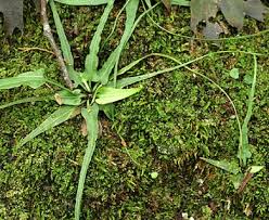 Image result for Asplenium goetzei