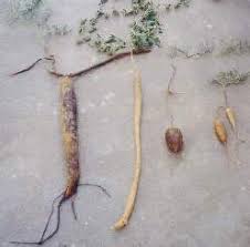 Image result for Cucumis kalahariensis