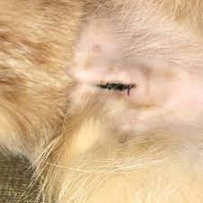 7 Day Post Spay Incision Cat Skin Dog Cat Pets