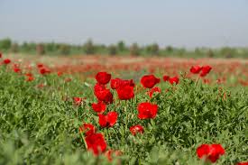 Top uzbekistan nature & wildlife areas: Uzbekistan Nature And Geography Mountains Rivers Lakes And Deserts