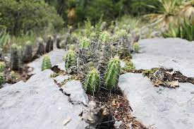 Even those cacti without visible photosynthetic leaves do usually have very small leaves, less than 0.5 mm (0.02 in) long in about half of the species studied and almost always less than 1.5 mm (0.06 in) long. How Cacti Perform Photosynthesis In A Different Way Cactuscare