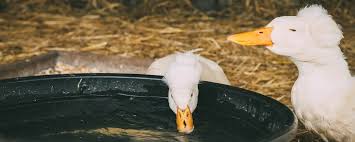 Es wird erstklassig usps mit tracking in einem starren mailer. Enten Halten Ohne Teich So Fuhlt Sich Die Ente Trotzdem Wohl