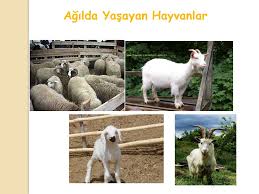 4 Ekim Hayvanlari Koruma Gunu Ppt Video Online Indir