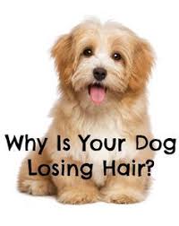 Why Is My Dog Losing Hair By The Handfuls Dogvills Dog Losing Hair Dog Hair Loss Lost Hair
