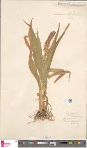 Image result for Chazaliella abrupta