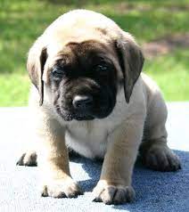 English Mastiff Puppies Price Zoe Fans Blog English Mastiff Puppies Mastiff Puppies Puppies