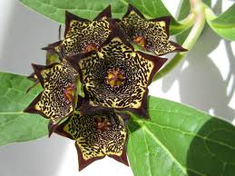 Image result for Ceropegia burchelliana