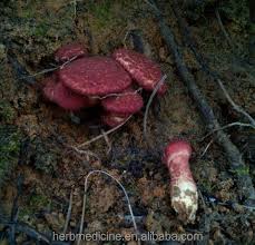 Image result for Boletus speciosus