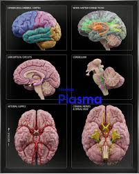 Image result for Cerebral Subcortex