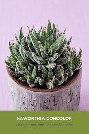 Green leaves with prominent white spots. Pin On Best Container Garden
