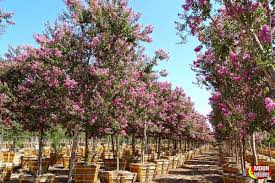 Besondere unterkünfte zum kleinen preis. Moon Valley Nurseries 350 Photos 283 Reviews Nurseries Gardening 9040 S Eastern Ave Las Vegas Nv United States Phone Number Yelp