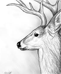 Deer Sketch I Would Add More Shading But Like The Profile Idea Deer Sketch Animal Line Drawings Deer Drawing