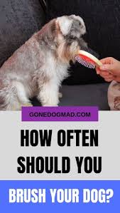 If you haven't been brushing. How Often To Brush Dog Arxiusarquitectura