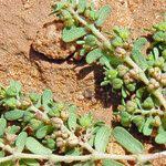 Image result for Euphorbia granulata