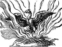 Image result for Phoenix
