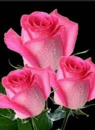 Pin De Stefano Vezzani En Flowers Flores Bonitas Rosas Bonitas Rosas