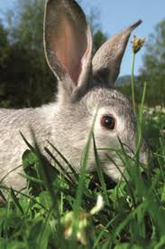 And recurring yeast infections.it is also used for improving the way kidney patients receiving hemodialysis treatments process protein. Futterungsempfehlungen Fur Kaninchen