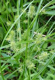 Image result for Cyperus ajax
