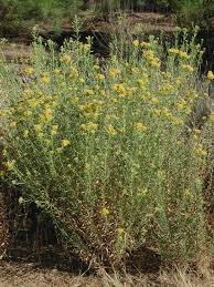 Image result for Isonema