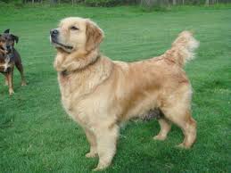 Please contact the breeders below to find golden retriever puppies for sale in new jersey: Golden Retriever Puppies For Sale In Deerfield New Hampshire Classified Americanlisted Com