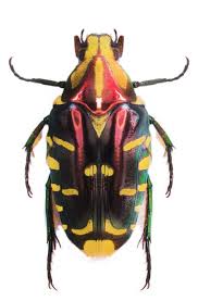 Coilodera Preaenobilis Insekten Tiere Natur