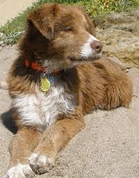 Mini Black And Brown Australian Shepherd Ryder The Australian Shepherd Mix Australian Shepherd Australian Shepherd Mix Mini Australian Shepherds