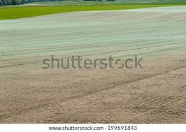 Grass Seed Images Search Images On Everypixel