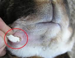 Image result for RABBIT