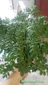 Studies show that it can help prevent 300 diseases. Moringa Farm Malunggaylife Agri Farm Philippines Dried Moringa Malunggay Leaves