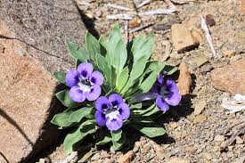 Image result for Aptosimum