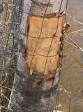 Image result for how does a beaver know which tree to cut down