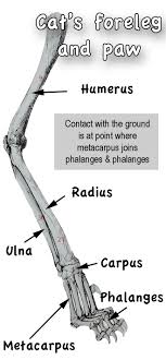 The poster shows the muscular system, circulatory system, skeletal system and nervous system. Comparison Human Hand And Arm To Cat Paw And Foreleg Poc