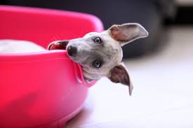 A memory foam dog bed is perfect for pups with hip and joint issues as it's relieving on pressure points. 5 Best Chew Proof Dog Beds For Rough Chewers