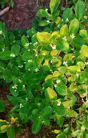 Image result for Sabicea dinklagei