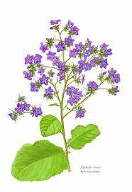 Image result for Wigandia urens